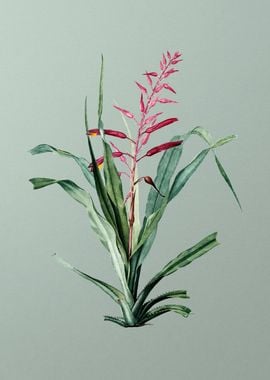 Pitcairnia Bromeliaefolia