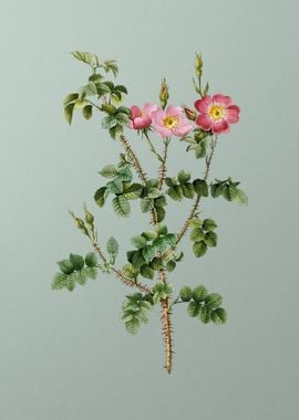 Prickly Sweetbriar Rose