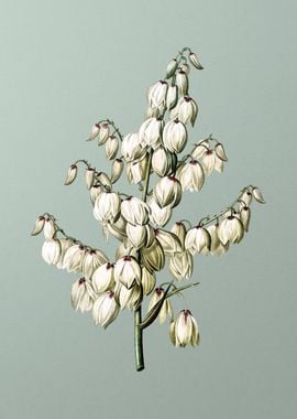 Aloe Yucca on Mint Green