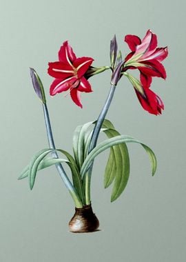 Brazilian Amaryllis