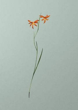 Gladiolus Watsonius