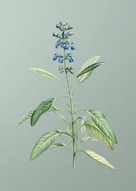 Blooming Sage Plant