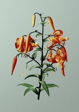 Tiger Lily on Mint Green