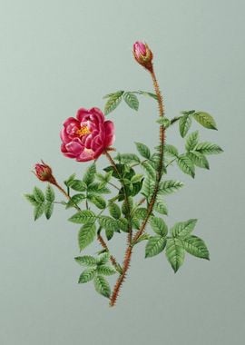 Blooming Moss Rose on Mint