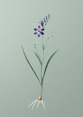 Ixia Secunda on Green