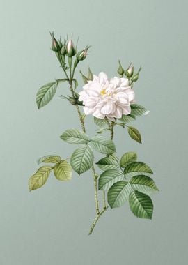 Autumn Damask Rose on Mint