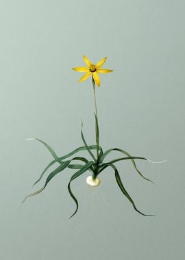 Hypoxis Stellata on Green