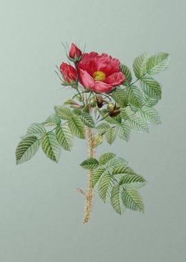 Kamtschatka Rose on Green