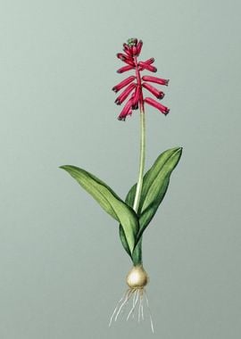 Lachenalia Pendula on Lime