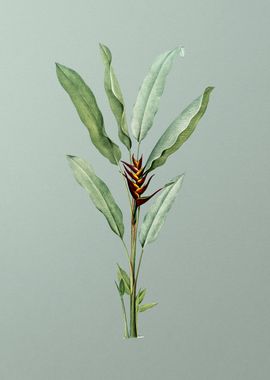 Parrot Heliconia on Green