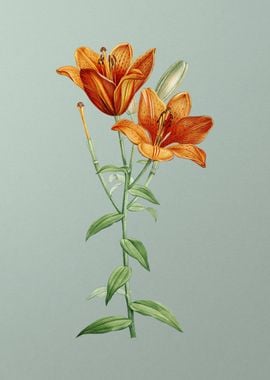 Orange Bulbous Lily