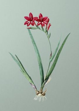 Gladiolus Cardinalis