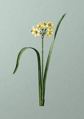 Cowslip Cupped Daffodil