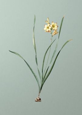 Gladiolus Lineatus on Mint