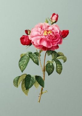 Duchess of Orleans Rose