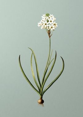 Arabian Starflower on Mint