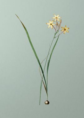 Ixia Longiflora on Green