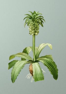 Eucomis Regia on Green