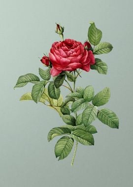 Red Gallic Rose on Green