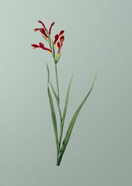 Gladiolus Cunonius on Mint