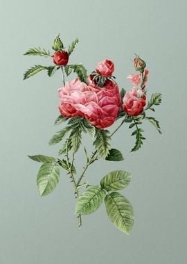 Vintage Cabbage Rose