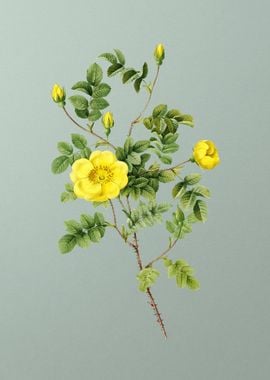 Yellow Sweetbriar Rose