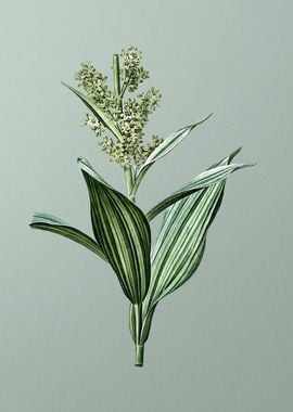 False Helleborine on Green