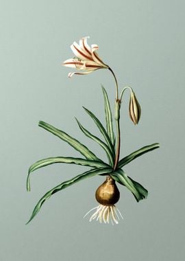 Amaryllis Broussonetii