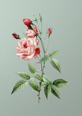 Common Rose of India