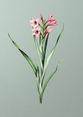 Sword Lily on Mint Green