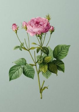 Pink French Roses