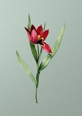 Tulipa Oculus Colis