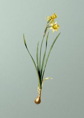 Narcissus Calathinus