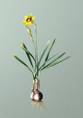 Narcissus Gouani on Green