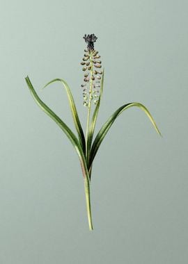 Grape Hyacinth on Green