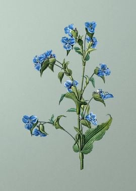 Commelina Tuberosa on Mint