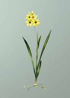 Ixia Fusco Citrina on Mint