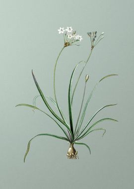 Allium Fragrans on Green