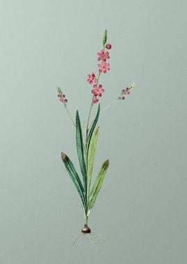 Ixia Scillaris on Green