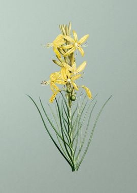 Blooming Yellow Asphodel