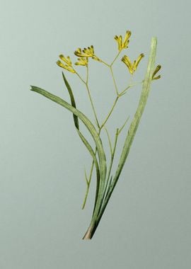 Anigozanthos Flavida