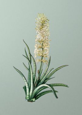 Snake Plant on Mint Green