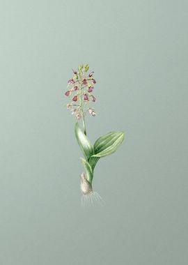 Brown Widelip Orchid