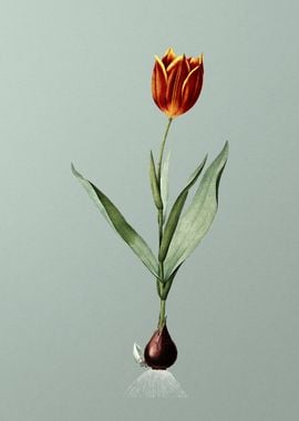 Tulip on Tranquil Dawn