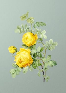 Sulphur Rose on Mint Green