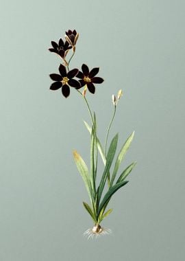 Ixia Grandiflora on Green