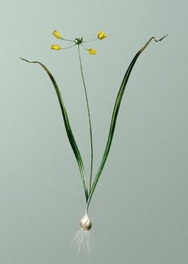 Allium Scorzonera Folium