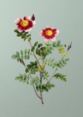 Variegated Burnet Rose