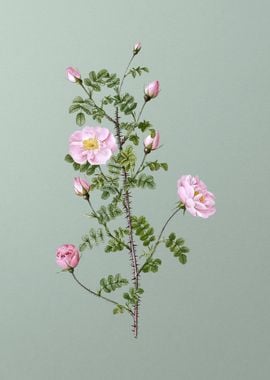 Pink Scotch Briar Rose