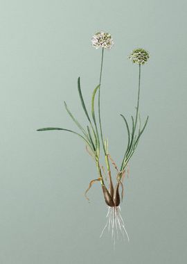 Allium Carolinianum